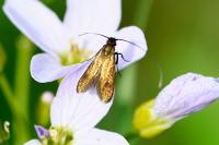 Cauchas rufimitrella