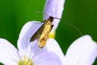Cauchas rufimitrella