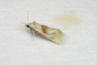 Cochylimorpha straminea/alternana