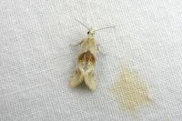 Cochylimorpha straminea/alternana