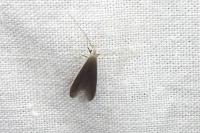 Coleophora albella