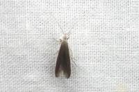 Coleophora albella