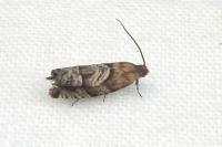 Cydia interscindana