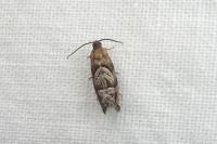 Cydia interscindana