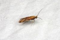 Metzneria aprilella
