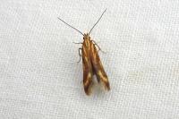 Metzneria aprilella