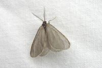 Rebelia plumella surientella