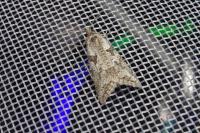 Cnephasia