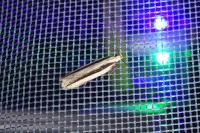 Mirificarma interrupta