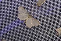 Rebelia plumella surientella