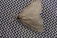 Rebelia plumella surientella