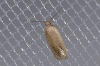 Agonopterix