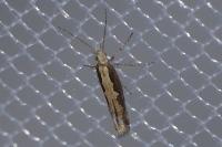 Plutella xylostella