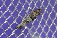 Phaneta pauperana