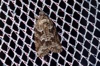 Cnephasia