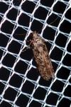Carpatolechia decorella