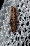 Carpatolechia decorella
