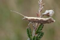 Plutella xylostella