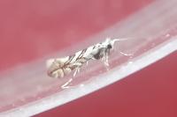 Phyllonorycter