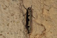Ethmia bipunctella