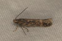 Scrobipalpa ocellatella