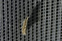 Plutella xylostella