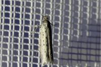 Yponomeuta sedella