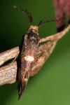 Incurvaria masculella