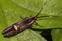 Esperia sulphurella
