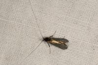 Adela reaumurella