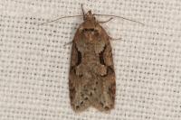 Semioscopis steinkellneriana