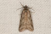 Cnephasia