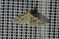 Alucita hexadactyla