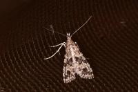 Alucita hexadactyla