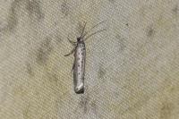Yponomeuta sedella