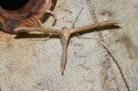 Emmelina monodactyla