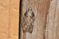 Acleris cristana