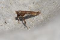 Caloptilia