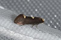 Incurvaria masculella