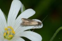 Coleophora lutarea