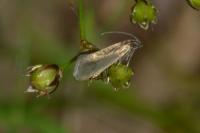 Glyphipterix fuscoviridella