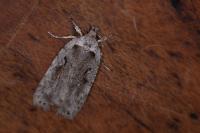 Agonopterix ocellana