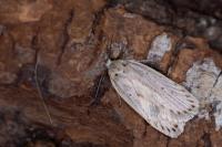 Agonopterix pallorella