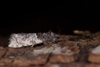 Phaneta pauperana