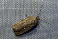 Agonopterix