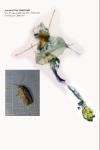 Agonopterix