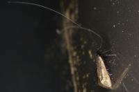 Adela reaumurella