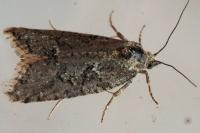 Cnephasia