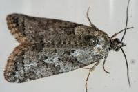 Cnephasia