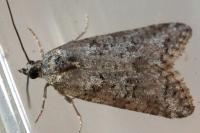 Cnephasia